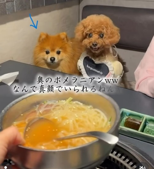 真顔のポメラニアン（「먹순이 미엘｜犬連れ韓国旅行🇰🇷」さん提供、Instagramよりキャプチャ撮影）