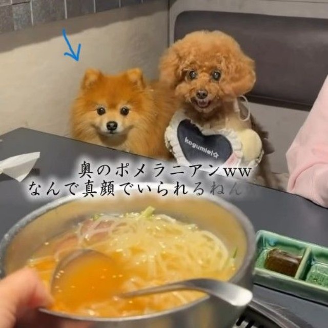 真顔のポメラニアン（「먹순이 미엘｜犬連れ韓国旅行🇰🇷」さん提供、Instagramよりキャプチャ撮影）