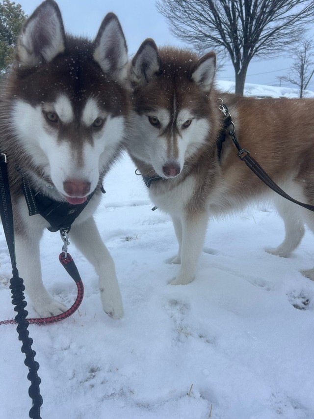 レムちゃん（左）がいないと寂しがるロズくん（右）（提供：REM & ROZ @シベリアンハスキー🐾さん）