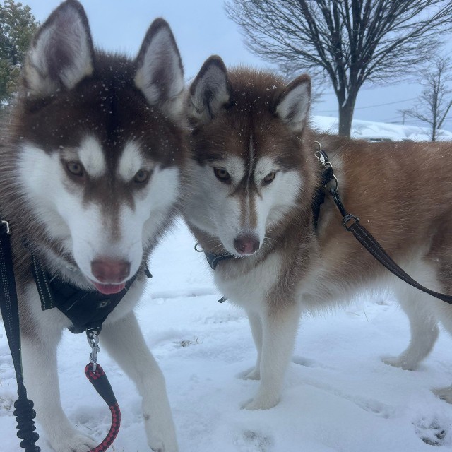 レムちゃん（左）がいないと寂しがるロズくん（右）（提供：REM & ROZ @シベリアンハスキー🐾さん）