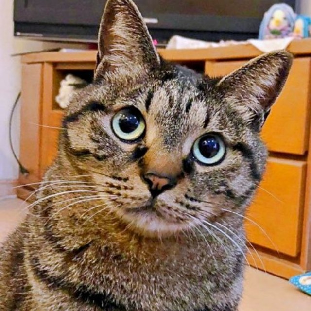 ご機嫌なとき、きゅるんとした瞳が愛らしいフクくん（画像提供：なみおさん）