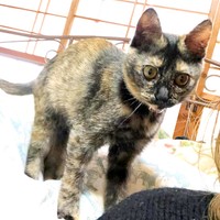 すくすくと成長したみりんちゃん（画像提供：みりん たいやきさん）