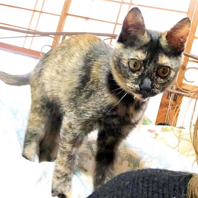 すくすくと成長したみりんちゃん（画像提供：みりん たいやきさん）