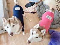 青色の服・ナイトくん。ピンク色の服・アイリスちゃん（画像提供：アイリス＆ナイト父娘さん）