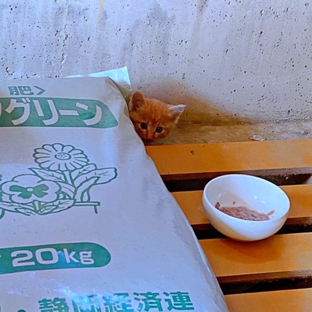 発見当時、物陰に隠れるリッツくん（画像提供：黎さん）