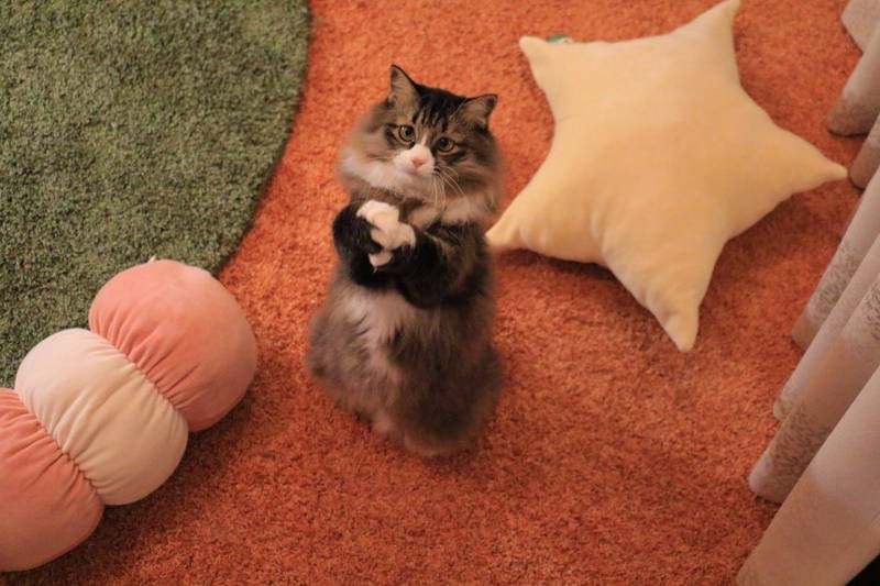 甘えん坊の末っ子ロッケ、お得意のおねだりポーズ