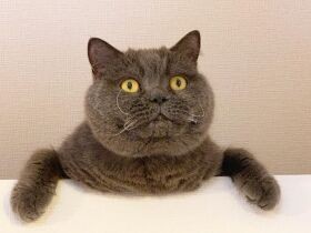 お客さん大好き、誰でも歓迎しちゃうにゃ　ブリティッシュショートヘア「レオ」