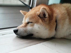 疲れていても、実家に寄ってあの子とひと遊び。私は重度の愛犬依存症