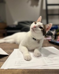 思慮深い顔つきのレイくん