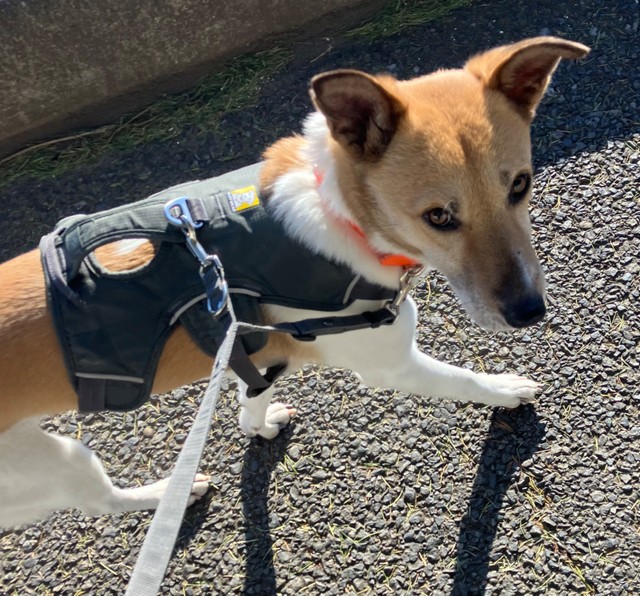 2026年1月撮影。散歩をするルビー