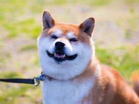 ルーツ、性格、オスとメスの違い　知っておきたい柴犬の基礎知識