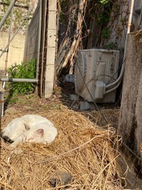 野良時代、藁を買ってあげたら、すぐにそこで寝た＝たにゃさん（@kabukinoraneko）提供