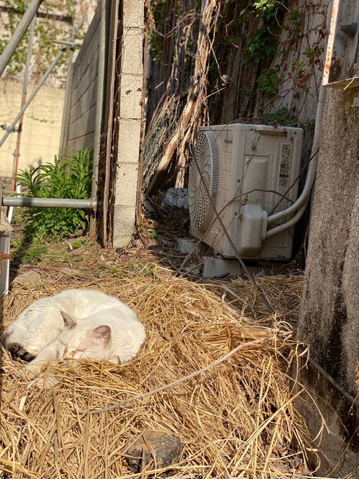 野良時代、藁を買ってあげたら、すぐにそこで寝た＝たにゃさん（@kabukinoraneko）提供