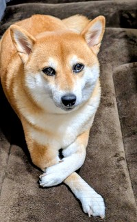 赤ちゃんのような寝姿が注目を集めたすずちゃん（画像提供：入間川いぬ散歩会さん）