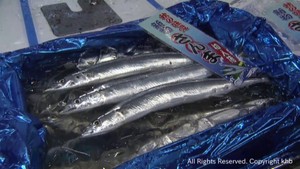 不漁続きのサンマ漁が好調にスタート　仙台市中央卸売市場に初入荷