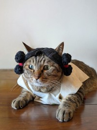 実際に猫ちゃんが着用したみずら！（提供：ネコノテ堂/ NEKONOTE Handmade Shopさん）