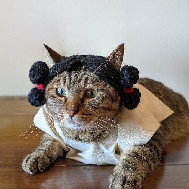 実際に猫ちゃんが着用したみずら！（提供：ネコノテ堂/ NEKONOTE Handmade Shopさん）