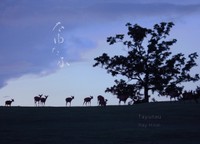 ニューリリースのアルバム『たゆたふ -Tayutau-』（ジャケット写真＆筆文字　平井景）