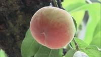 桃の種飛ばし大会も「桃喰うまつり」7月19日開催　香川・丸亀市