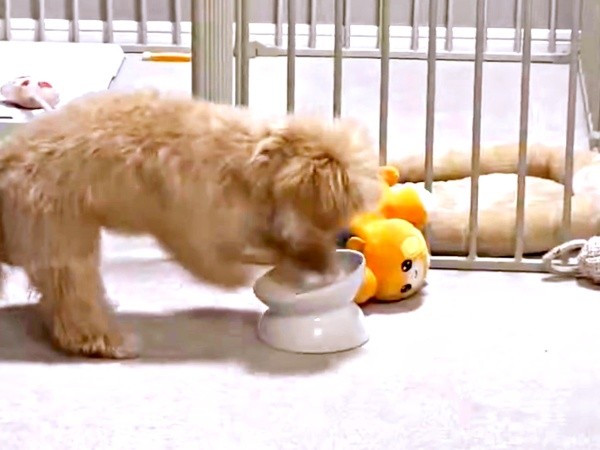 「こっちか！？」 体勢を変えて目にも止まらぬ速さで掘るからあげちゃん（画像提供：からあげという犬さん）