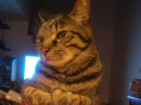 家の中には危険がいっぱい？　多頭飼育歴21年、ズボラじゃいられない猫との暮らし