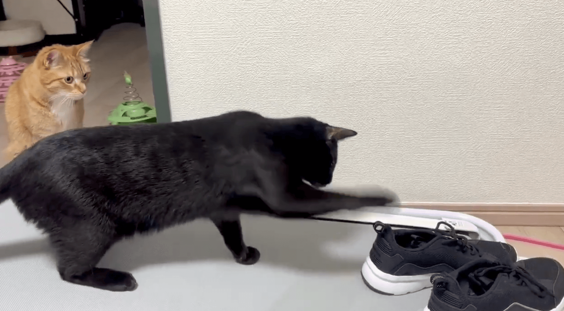ネコパンチ炸裂（なごさん提供）