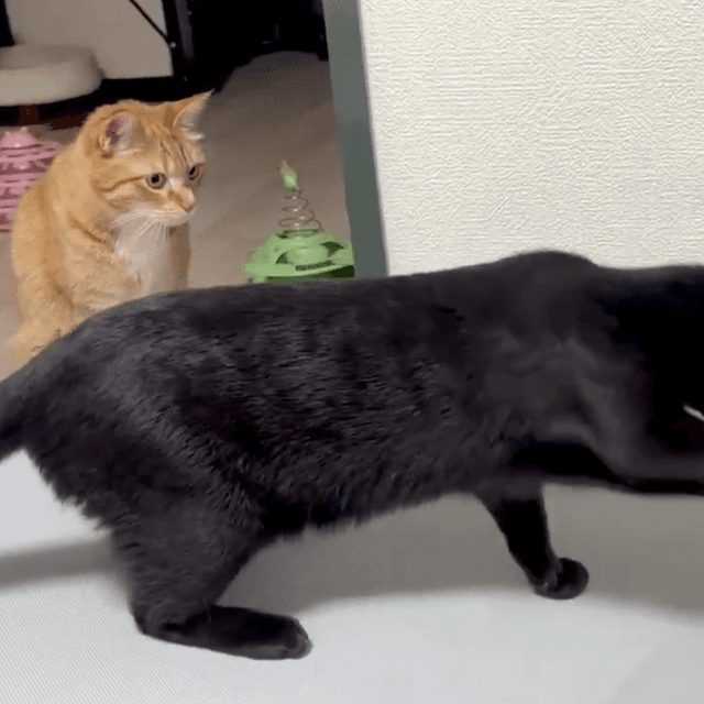 ネコパンチ炸裂（なごさん提供）