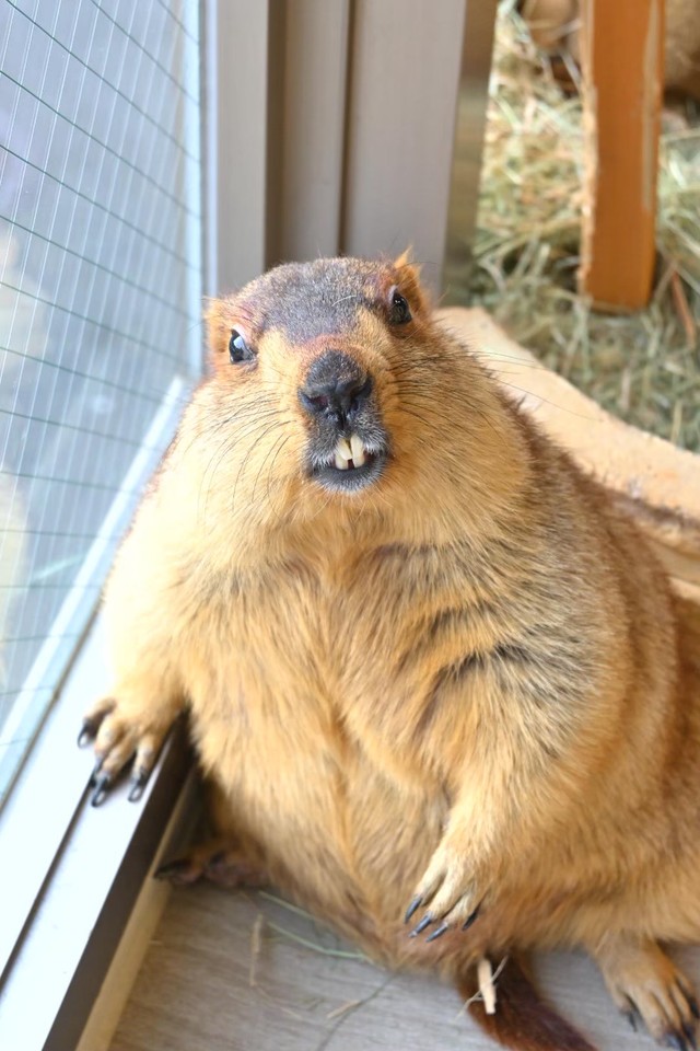 「わらびちゃん」は現在、他のマーモットたちと一緒に元気に過ごしている（「マーモット株式会社」さん提供）