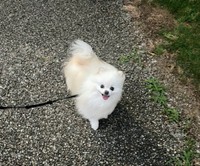 散歩を楽しむこめたくん（画像提供：おこめ屋さん）