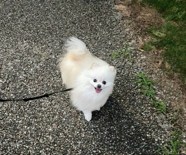 散歩を楽しむこめたくん（画像提供：おこめ屋さん）