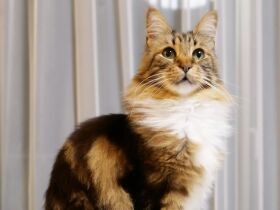 両足骨折で大手術の過去を持つメインクーン「Ryo」　今はすっかり元気に！