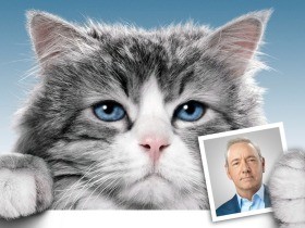 年末年始は猫たちの爆笑コメディーで笑いたい！　おすすめ猫映画３選