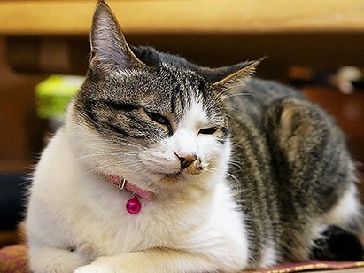 風情あるお茶店の看板猫　最愛の「パパさん」を失い…