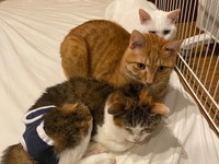 ニンゲンも人それぞれ、猫もネコそれぞれ、個性がありますし、いろいろと違うところがありますね。