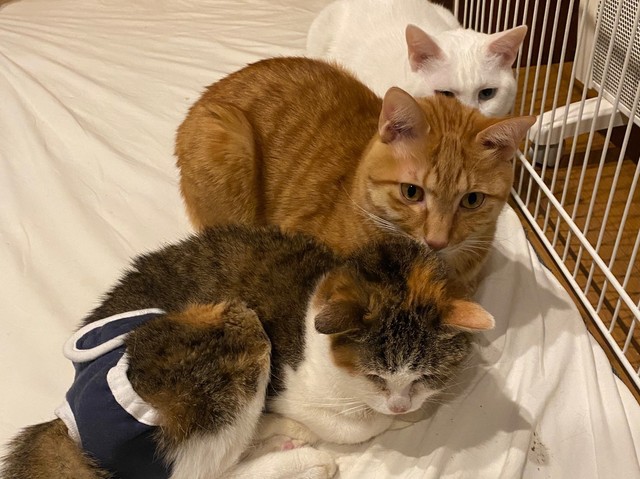 ニンゲンも人それぞれ、猫もネコそれぞれ、個性がありますし、いろいろと違うところがありますね。