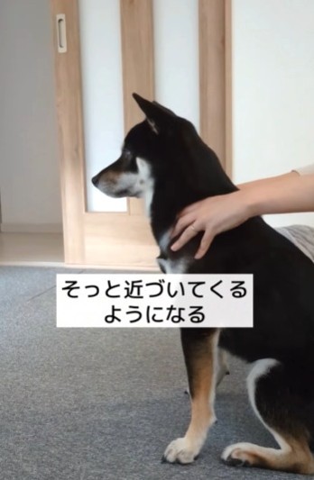 なでてもらうために、そっと近づいてくるように（柴スタディさん提供、Instagramよりキャプチャ撮影）