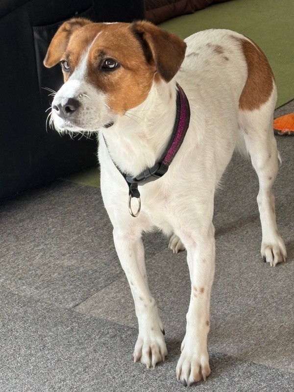 ダイエットに成功してさらに引き締まった体になったパーティー信子ちゃん（画像提供：みのかささん）