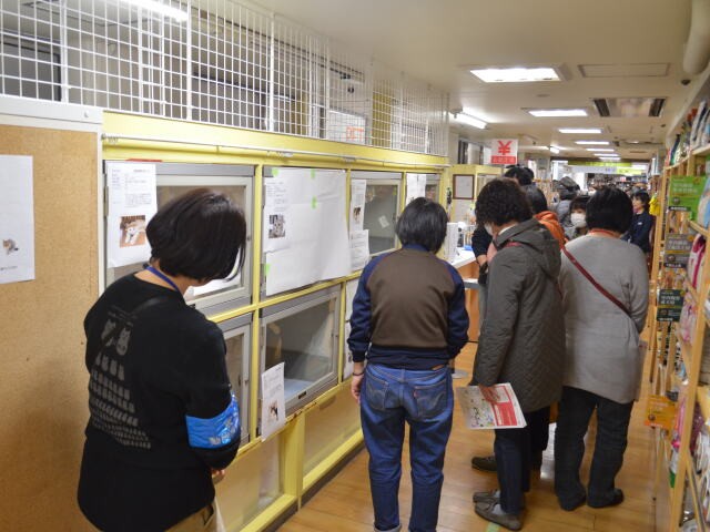 デパート屋上のペットショップで保護猫譲渡会を開催 犬 猫との幸せな暮らしのためのペット情報サイト Sippo