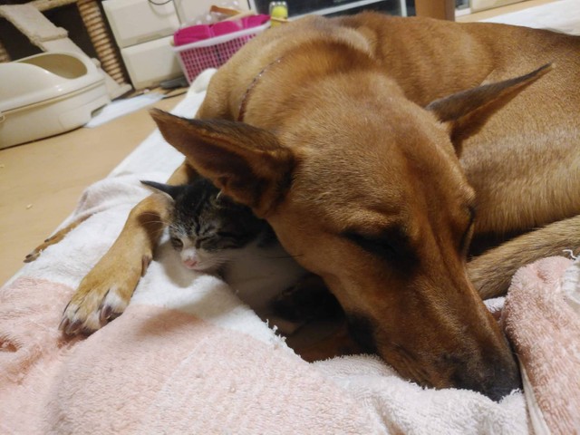 明日は何しようかな