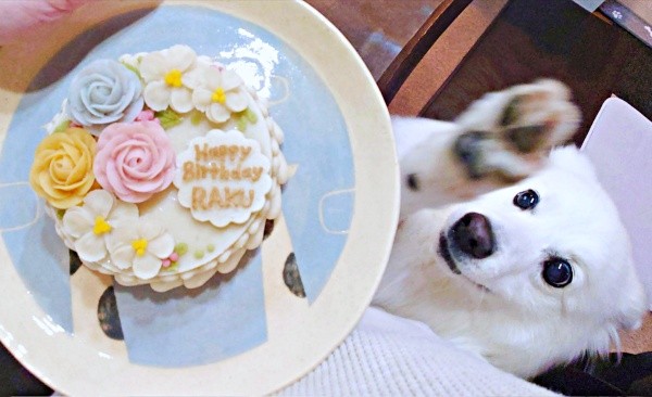 精巧に作られた誕生日ケーキ。目を輝かせる楽くん（画像提供：くーさんママさん）