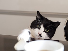 病気が判明した元野良猫「ぽんた」　長くて余命２年と告げられた（18）