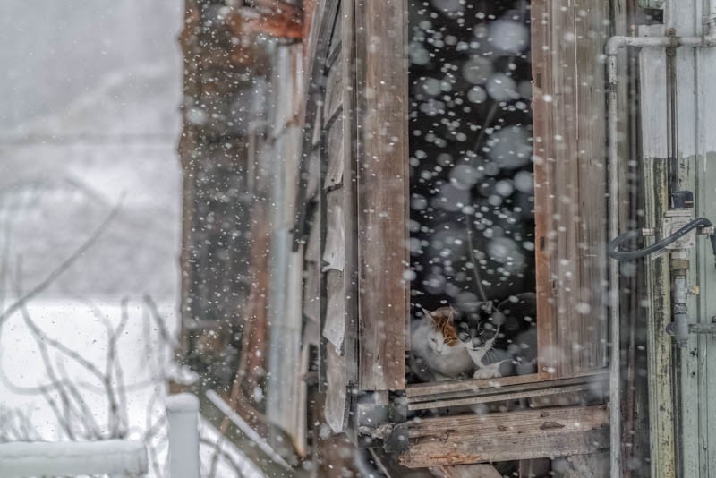 『ゆきねこ』より（吉田裕吏洋　撮影 / 北海道新聞社）