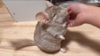 カイカイが大好きなぴのちゃん（提供：チンチラのぴのさん）