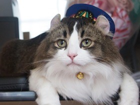 駅を見守る猫駅長と猫施設長　帽子姿もキリリ