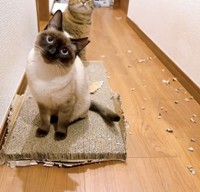 爪研ぎを散らかしたのは、モモちゃんです（もきゅさん提供）
