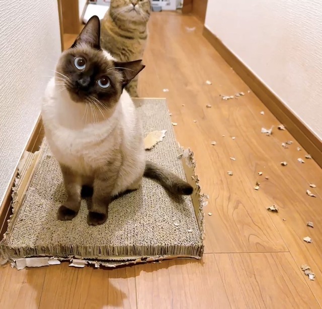 爪研ぎを散らかしたのは、モモちゃんです（もきゅさん提供）