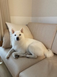 ソファでくつろぐ、ゆきみちゃん。美人さんです！（画像提供：柴犬ゆきみさん）