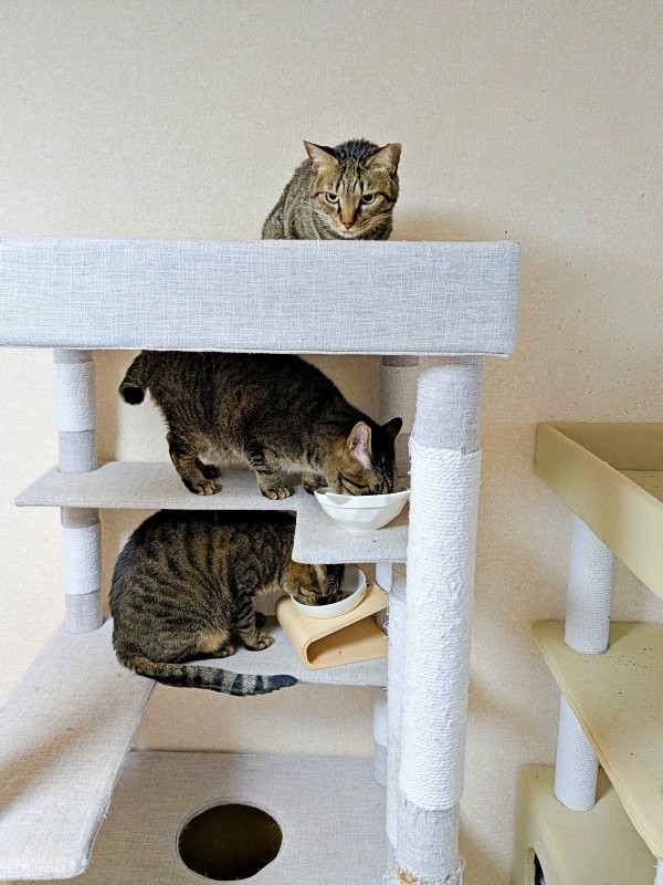 ある日の食事風景。同居猫と紬ちゃん（画像提供：つばきさん）