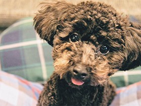 散歩は一緒に全力ダッシュ！　トイプードルの「ぬぬ」