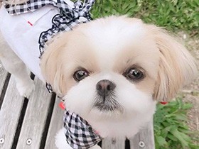 え…もう帰るの…？　散歩終了でションボリなシーズー「みるく」